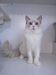 Ragdoll 布偶