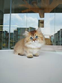 Napoleon short leg cat Imported!进口拿破仑