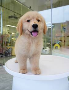 Golden Retriever Big bone 大骨黄金猎犬