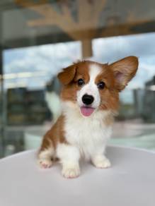 Corgi long coat Imported! 进口长毛柯基