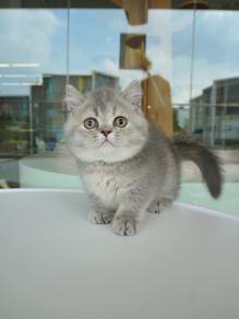 Munchkin Imported!进口蓝金曼基康矮脚猫