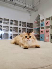 British longhair /BLH GOLDEN 金渐层