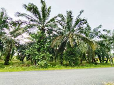 Tanah Lapisan Pertama, Jelutong Laut, Ayer Baloi, Pontian