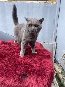 kucing jantan bsh purebreed adult cat