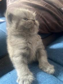 Kitten British Longhair