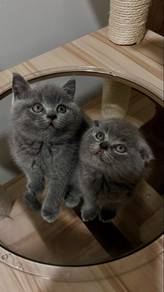 British Shorthair (BSH)