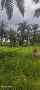 ↔️INTERNATIONAL LAND FOR SALE | PALOH Kluang