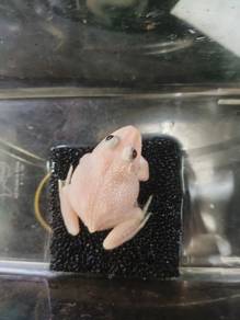 snow bull frog