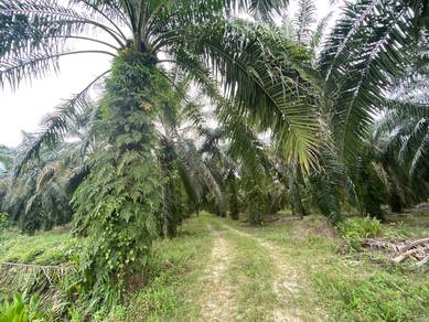 TANAH PERTANIAN 5 EKAR FULL SAWit  @ MRSM MERSING FOR SALE