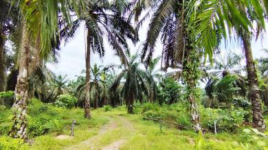 Batu Anam 8 acre land 👇Pls Read Description👇