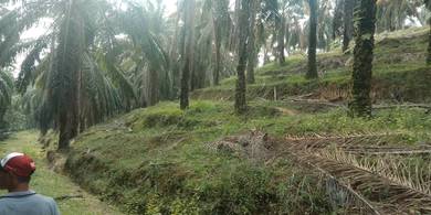 3 Acres Agriculture Land Rembau , UITM Mara, Freehold, Kampung Pilin