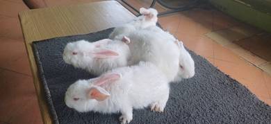New Zealand White Arnab