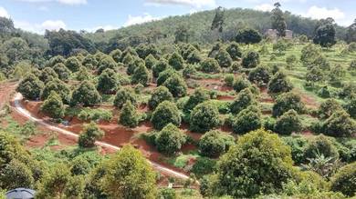 Hot Deal! Freehold Musang King Durian Farm Taiping for Sale