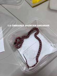 snake