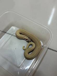 Hognose snake