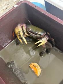 Ketam