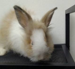 Lionhead Rabbit