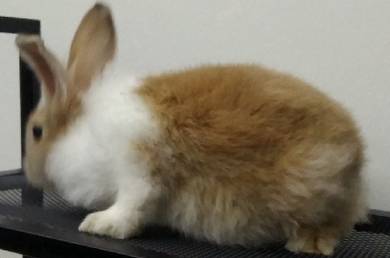 Female Rabbit 