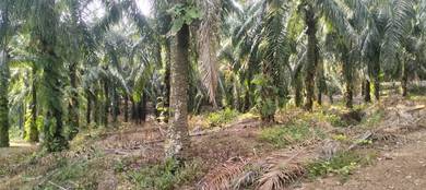 Tanah Sawit Melekik Dalam Alor Gajah