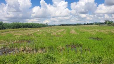 Sawah freehold Bukit Pinang jitra kedah