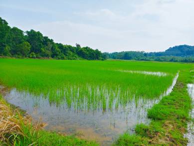 Tanah Sawah Mukim Gajah Mati, Pokok Sena Kedah.