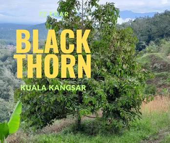Agricultural-Land-for-sale-Sauk-Perak