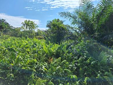 Agricultural-Land-for-sale-Pontian-Johor