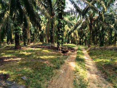 Kluang Johor Sri Lalang 5+ Acre Freehold International Lot Palm Oil