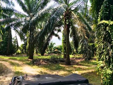 Kluang Johor Sri Lalang 5+ Acre Freehold International Lot Palm Oil