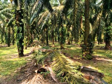 Kluang Johor Sri Lalang 5+ Acre Freehold International Lot Palm Oil