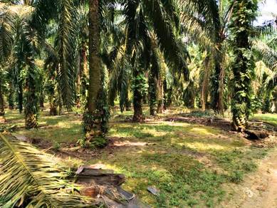Kluang Johor Sri Lalang 5+ Acre Freehold International Lot Palm Oil