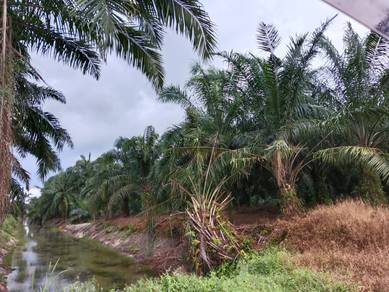 Agricultural Land at Jalan Bahagia, Kg Parit Mahang, Ijok, Selangor