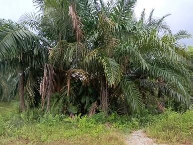 Agricultural Land at Jalan Aman, Kg Parit Mahang, Ijok, Selangor