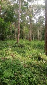 Agricultural-Land-for-sale-Batu-Kurau-Perak-3