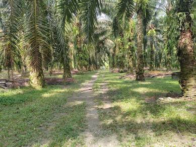 Flat Freehold Agriculture land for sale