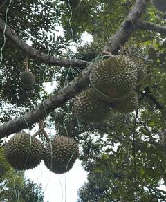 Balik Pulau Flat Land Durian Farm with Branded Durian For Sale
