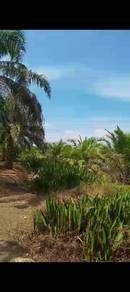 Tanah Sawit Untuk Dipajak Changkat Binjal
