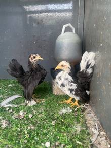 Ayam Serama A