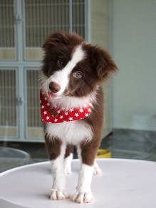 Border collie imported!进口边牧