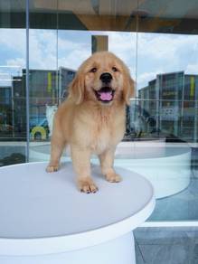 Big bone golden retriever 大骨黄金猎犬