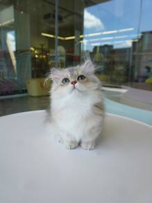 Lilac gold napoleon short leg cat 进口拿破仑紫金