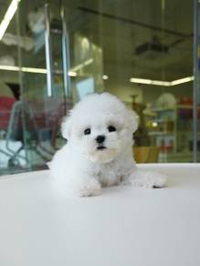 Tiny Bichon imported !进口小体比熊