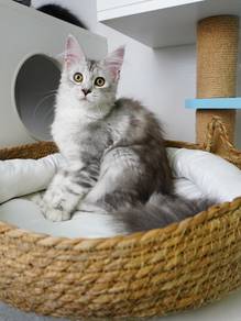 Maine coon imported 进口缅因