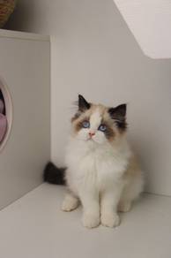 Ragdoll 布偶