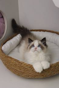 Ragdoll 布偶