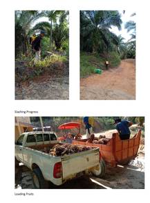 Sepitang Palm Oil Plantation