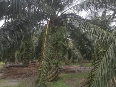 Land 2.48Acre Nibong Tebal For Sale Penang