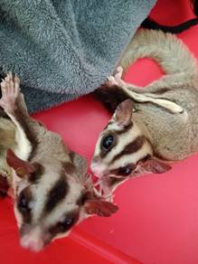 sugar glider 