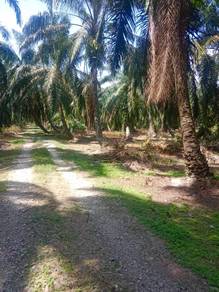 Jual murah kebun sawit 21 ekar kg Gajah Perak pokok Ada hasil 16 tan