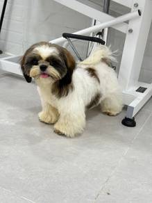 Shih Tzu Look New Home